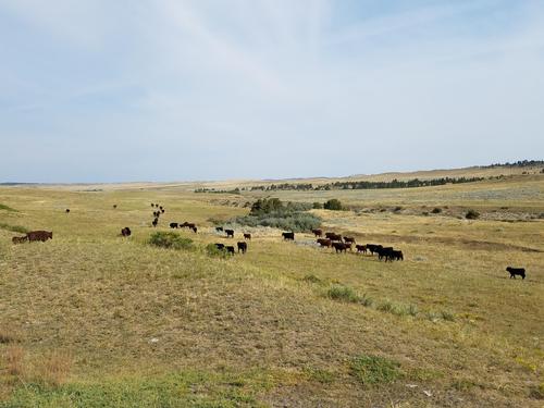 Black and brown beef cows graze on rangeland with drying grass.